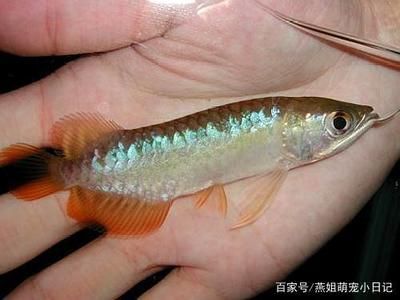 龍魚喂食量一次喂多少克合適：龍魚喂食量一次喂多少克合適龍魚喂食量一次喂多少克合適 龍魚喂食量一次喂多少克合適：龍魚喂食量一次喂多少克合適龍魚喂食量一次喂多少克合適 龍魚百科 第1張