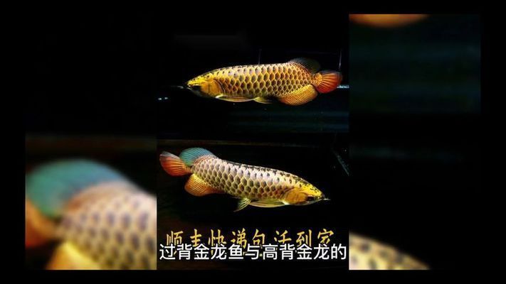 過背金龍魚與高背金龍魚分別是什么：過背金龍魚與高背金龍魚價格對比