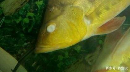 龍魚反復蒙眼原因分析：龍魚反復蒙眼怎么辦