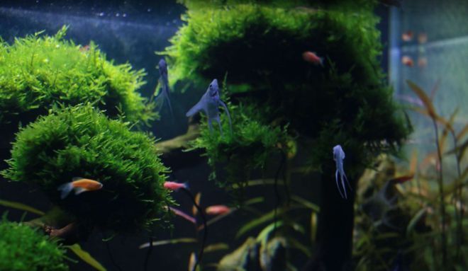 鵝卵石怎么放魚缸里面好看（水草與鵝卵石搭配指南）