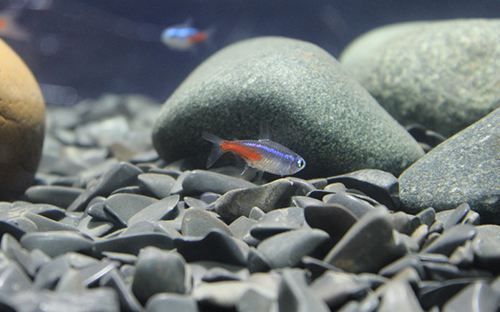 鵝卵石怎么放魚缸里面好看（水草與鵝卵石搭配指南）