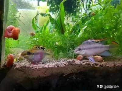 鳳凰魚繁殖技術要點，鳳凰魚繁殖環境的最佳配置