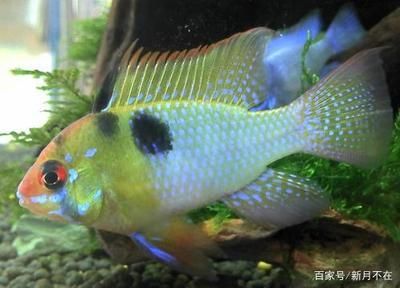 鳳凰魚繁殖技術要點，鳳凰魚繁殖環境的最佳配置