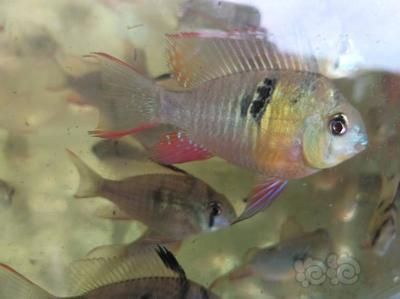 鳳凰魚繁殖技術要點，鳳凰魚繁殖環境的最佳配置