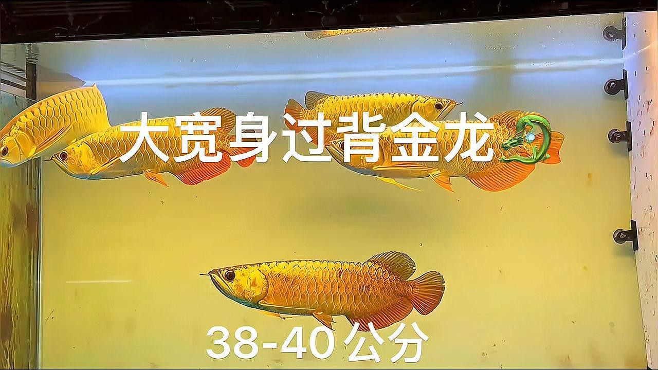 給我一張24K金頭金龍魚的正面照片