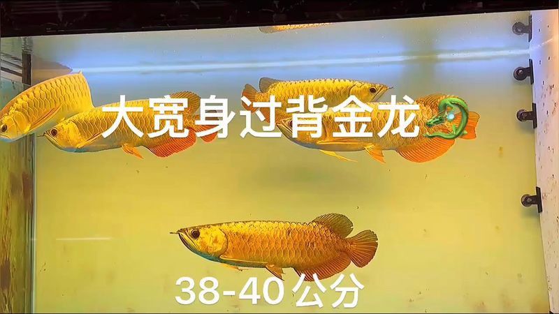 給我一張24K金頭金龍魚的正面照片