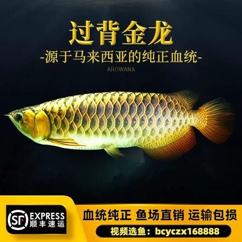 給我一張24K金頭金龍魚的正面照片