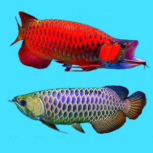 給我一張24K金頭金龍魚的正面照片