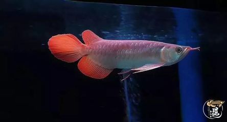 龍魚介紹：龍魚是一種大型淡水觀賞魚，以其獨特的外形和豐富的顏色而著稱