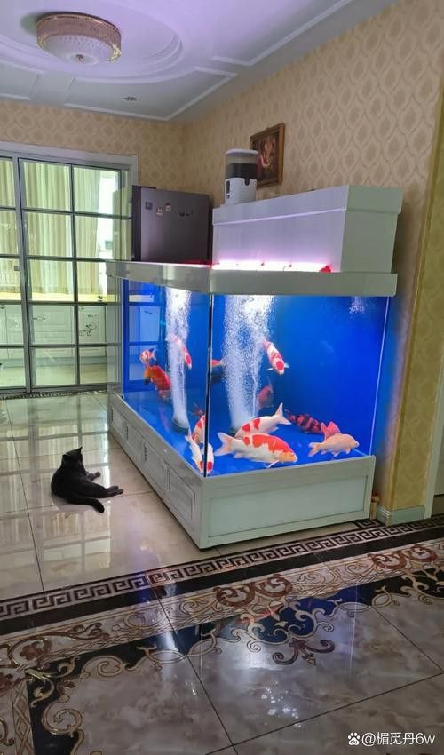 珠海龍魚觀賞魚龍魚世家水族館口碑好