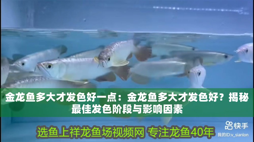 金龍魚多大才發色好一點：金龍魚多大才發色好？揭秘最佳發色階段與影響因素