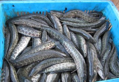 廣州百藝城祥龍魚場e205檔口在幾樓：廣州百藝城祥龍魚場e205檔口 廣州百藝城祥龍魚場e205檔口在幾樓：廣州百藝城祥龍魚場e205檔口 龍魚百科 第3張
