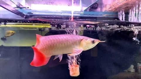 如何預防龍魚爛鰓蓋？