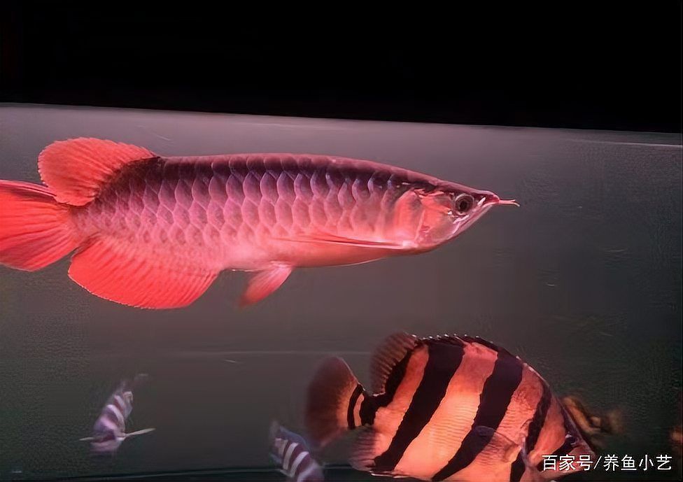 如何判斷紅龍魚是否地包天？