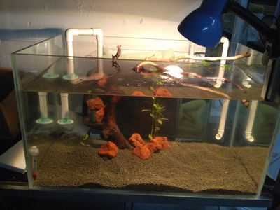 彩虹雷龍的魚缸尺寸需求主要取決于兩個(gè)方面，彩虹雷龍需求：彩虹雷龍的飼養(yǎng)方式 彩虹雷龍的魚缸尺寸需求主要取決于兩個(gè)方面，彩虹雷龍需求：彩虹雷龍的飼養(yǎng)方式 龍魚百科 第1張