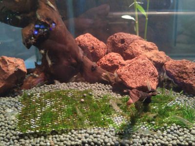 彩虹雷龍的魚缸尺寸需求主要取決于兩個(gè)方面，彩虹雷龍需求：彩虹雷龍的飼養(yǎng)方式 彩虹雷龍的魚缸尺寸需求主要取決于兩個(gè)方面，彩虹雷龍需求：彩虹雷龍的飼養(yǎng)方式 龍魚百科 第3張