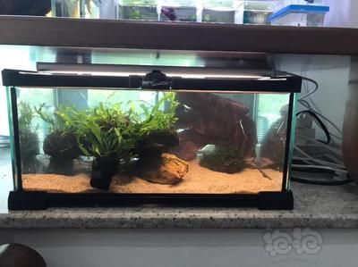 彩虹雷龍的魚缸尺寸需求主要取決于兩個(gè)方面，彩虹雷龍需求：彩虹雷龍的飼養(yǎng)方式 彩虹雷龍的魚缸尺寸需求主要取決于兩個(gè)方面，彩虹雷龍需求：彩虹雷龍的飼養(yǎng)方式 龍魚百科 第4張