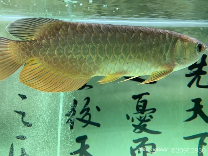 龍魚(yú)鱗片凸起底下有白色塊狀：龍魚(yú)鱗片凸起底下有白色塊狀,怎么辦? 龍魚(yú)鱗片凸起底下有白色塊狀：龍魚(yú)鱗片凸起底下有白色塊狀,怎么辦? 龍魚(yú)百科 第2張