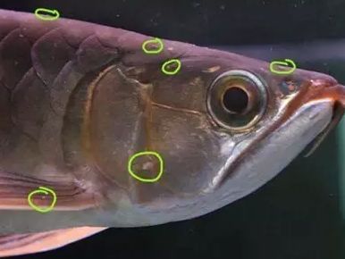 龍魚(yú)鱗片凸起底下有白色塊狀：龍魚(yú)鱗片凸起底下有白色塊狀,怎么辦? 龍魚(yú)鱗片凸起底下有白色塊狀：龍魚(yú)鱗片凸起底下有白色塊狀,怎么辦? 龍魚(yú)百科 第1張