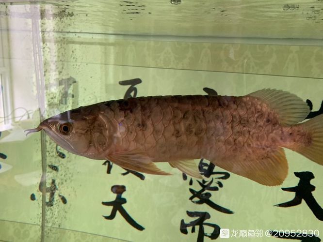 龍魚(yú)鱗片凸起底下有白色塊狀：龍魚(yú)鱗片凸起底下有白色塊狀,怎么辦? 龍魚(yú)鱗片凸起底下有白色塊狀：龍魚(yú)鱗片凸起底下有白色塊狀,怎么辦? 龍魚(yú)百科 第3張