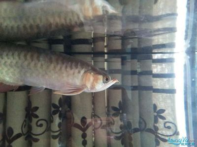 龍魚胡須斷裂的恢復時間（龍魚胡須斷裂后的恢復時間） 龍魚胡須斷裂的恢復時間（龍魚胡須斷裂后的恢復時間） 龍魚百科 第5張