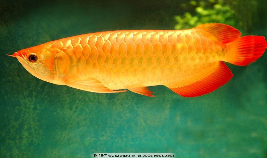 金龍魚照片高清 龍魚百科 第1張 金龍魚照片高清 金龍魚照片高清 龍魚百科 第1張
