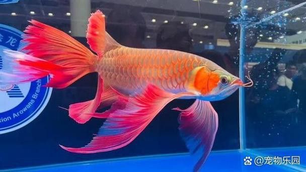 紅龍魚金龍魚哪個好養(yǎng) 龍魚百科 第12張 紅龍魚金龍魚哪個好養(yǎng) 紅龍魚金龍魚哪個好養(yǎng) 龍魚百科 第12張