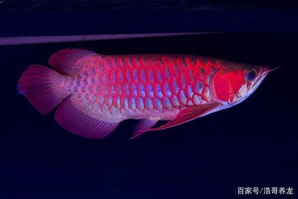 如何促進(jìn)龍魚發(fā)色的方法，龍魚發(fā)色的最佳光照周期 如何促進(jìn)龍魚發(fā)色的方法，龍魚發(fā)色的最佳光照周期 龍魚百科 第4張