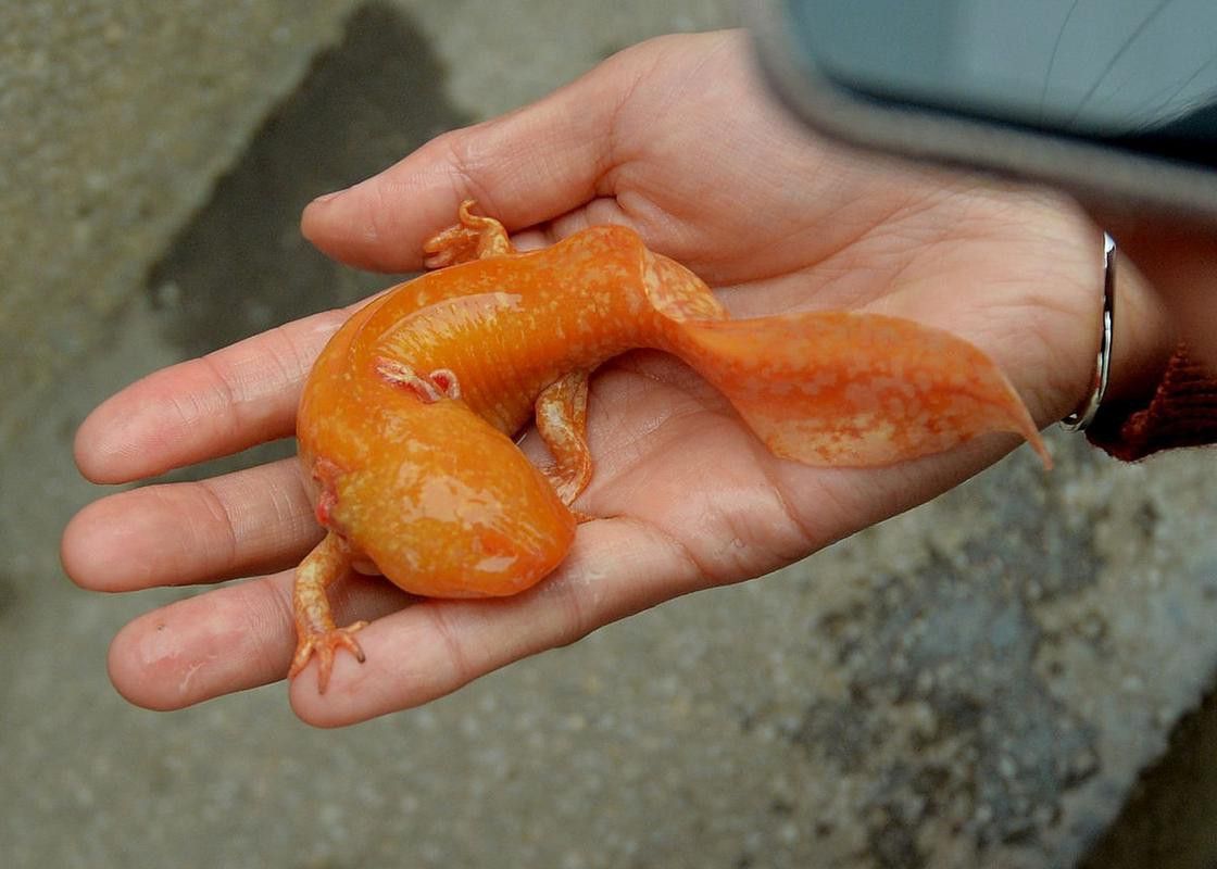 六角龍魚樣子圖片