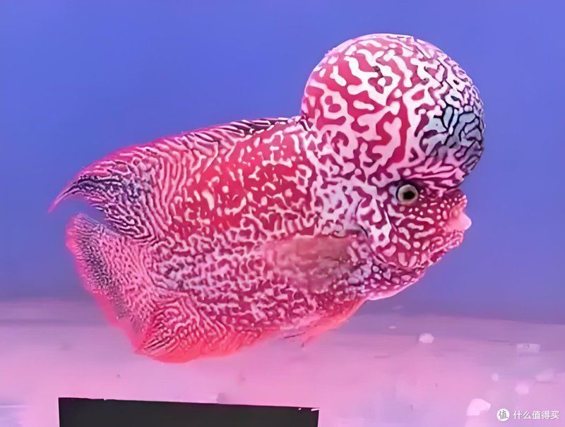 馬來西亞羅漢魚適合養嗎