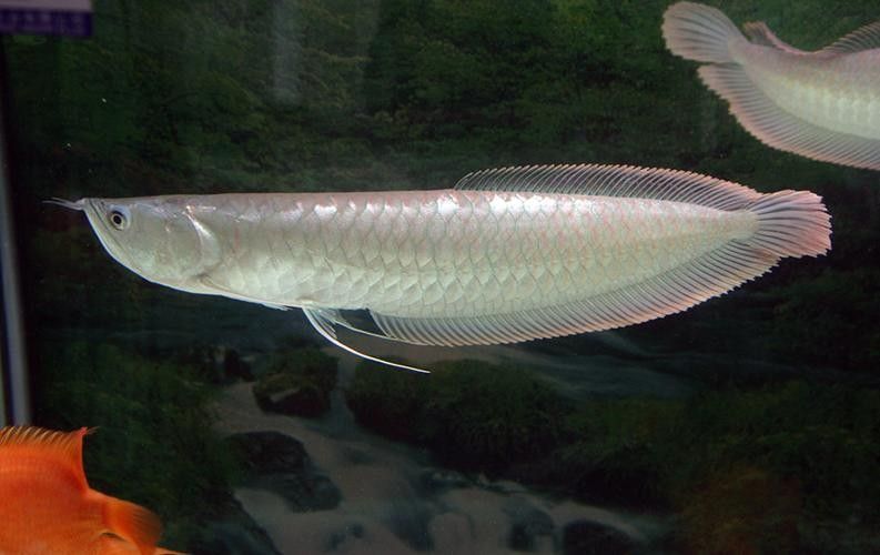 銀龍魚60公分價格圖片