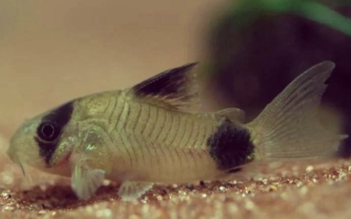 老鼠魚的壽命一般多長時間 老鼠魚的壽命一般多長時間 龍魚百科 第1張