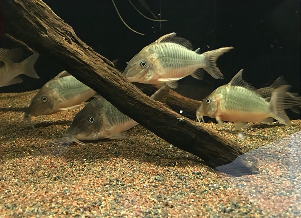 老鼠魚的壽命一般多長時間 老鼠魚的壽命一般多長時間 龍魚百科 第4張