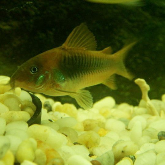 老鼠魚的壽命一般多長時間 老鼠魚的壽命一般多長時間 龍魚百科 第7張