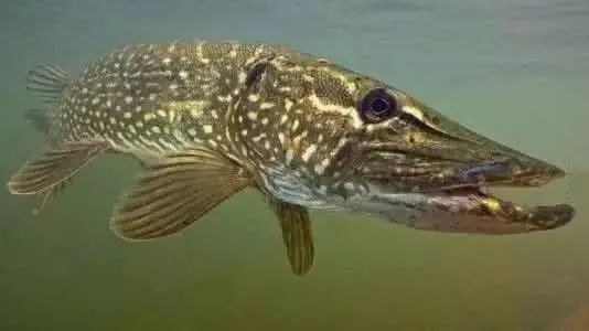 老鼠魚的壽命一般多長時間 老鼠魚的壽命一般多長時間 龍魚百科 第5張