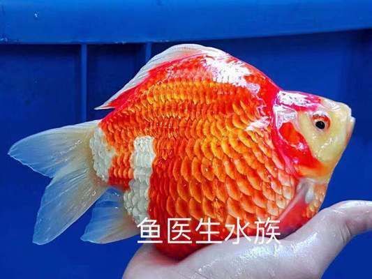 如何檢測大日玉鯖魚健康：大日玉鯖魚健康檢測方法