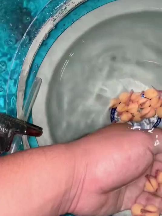 哪里可以購買到龍魚魚苗？
