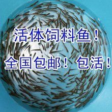 哪里可以購買到龍魚魚苗？