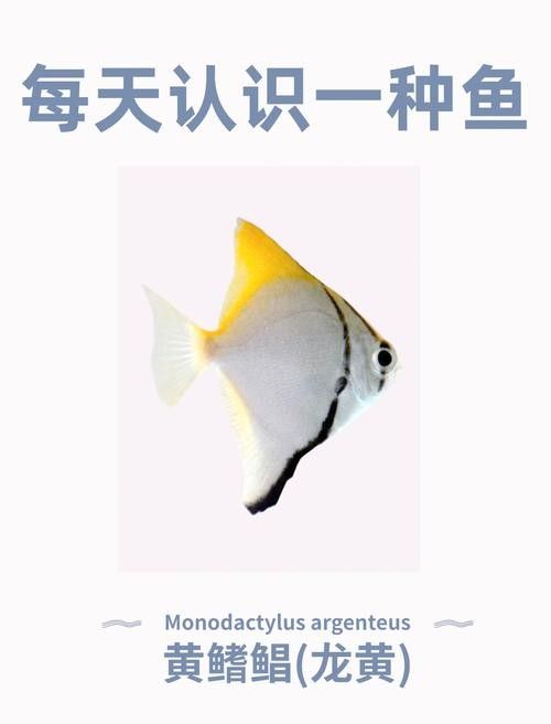黃鰭鯧魚可以和龍魚混養(yǎng)嗎圖片視頻大全