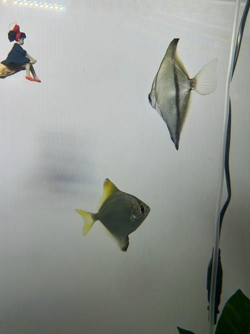 黃鰭鯧魚可以和龍魚混養(yǎng)嗎圖片視頻大全