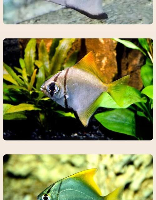 黃鰭鯧魚可以和龍魚混養(yǎng)嗎圖片視頻大全