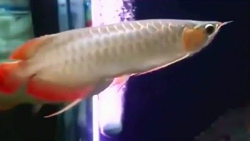 黃鰭鯧魚可以和龍魚混養(yǎng)嗎圖片視頻大全