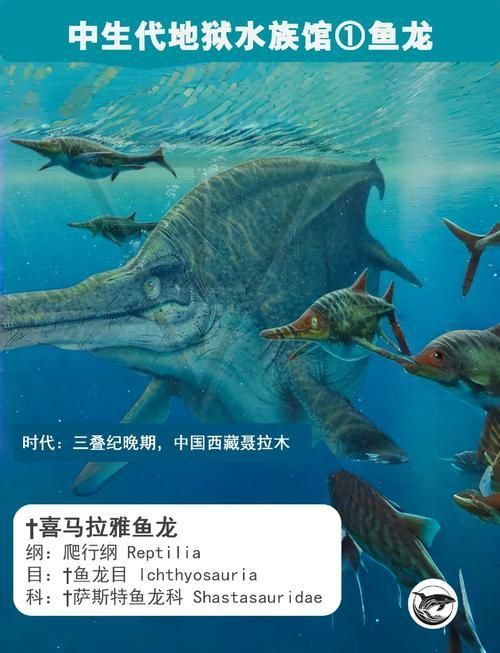 給我一張魚龍的真實圖片