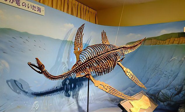 給我一張魚龍的真實圖片
