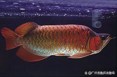 龍魚鰓蓋破損后如何判斷損傷程度？