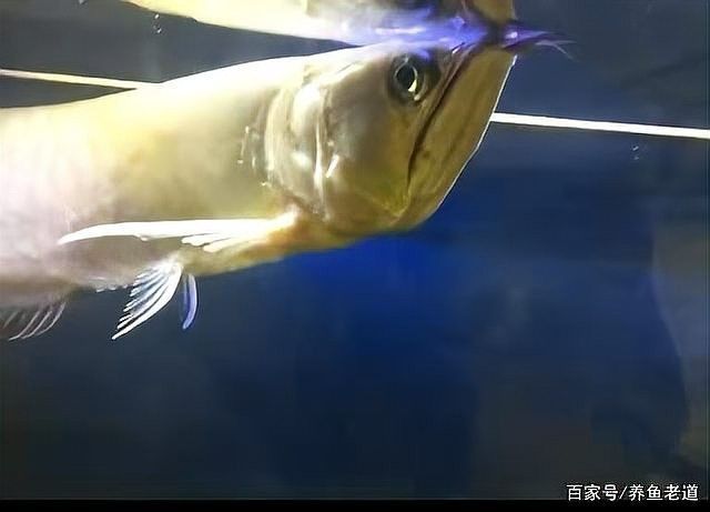 龍魚鰓蓋破損后如何判斷損傷程度？