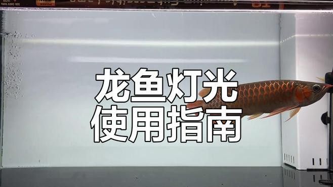 如何為龍魚缸選擇合適的光照？