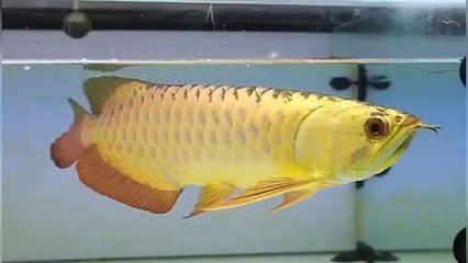 金龍魚中午趁午休出來約（金龍魚喂食時間并沒有固定標準，）
