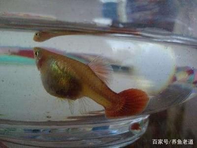 魚(yú)缸過(guò)濾器選購(gòu)指南:自制魚(yú)缸過(guò)濾器魚(yú)缸上置過(guò)濾器對(duì)于養(yǎng)魚(yú)愛(ài)好者的必備知識(shí) 龍魚(yú)吃魚(yú)苗嗎:龍魚(yú)可以吃魚(yú)苗嗎 龍魚(yú)百科 龍魚(yú)吃魚(yú)苗嗎:龍魚(yú)可以吃魚(yú)苗嗎 龍魚(yú)吃魚(yú)苗嗎:龍魚(yú)可以吃魚(yú)苗嗎 龍魚(yú)百科