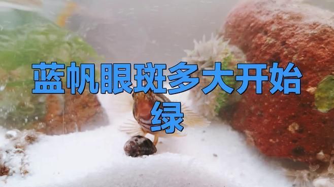 藍帆眼斑長到30厘米需要多久